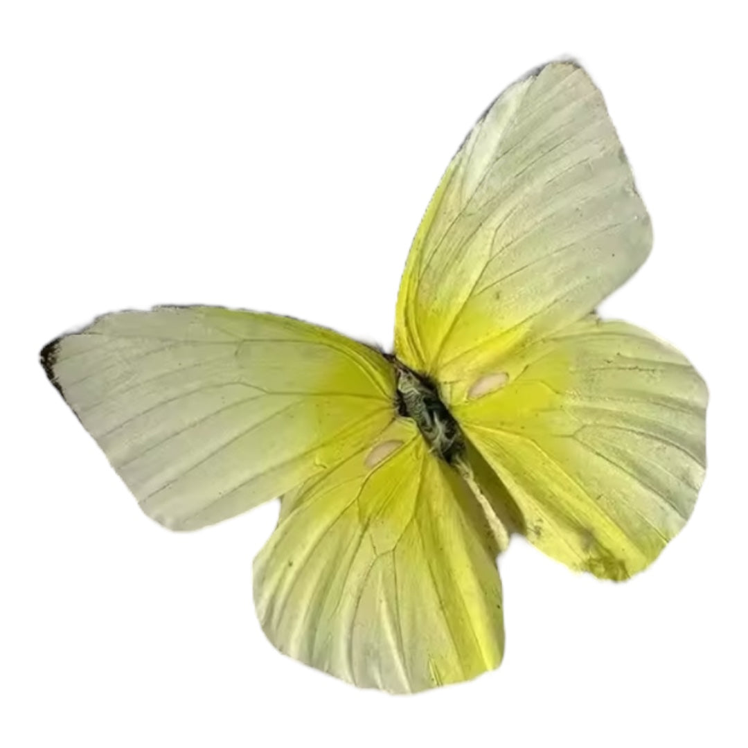 Metamorphosis Head Piece