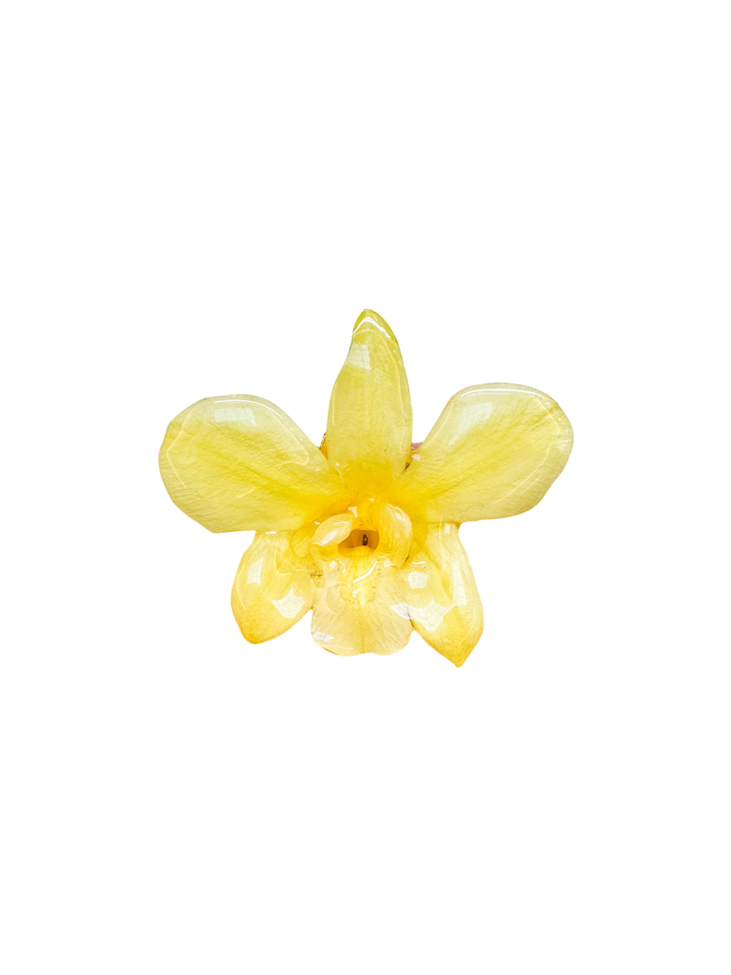 Tropicoqueta Hair clip